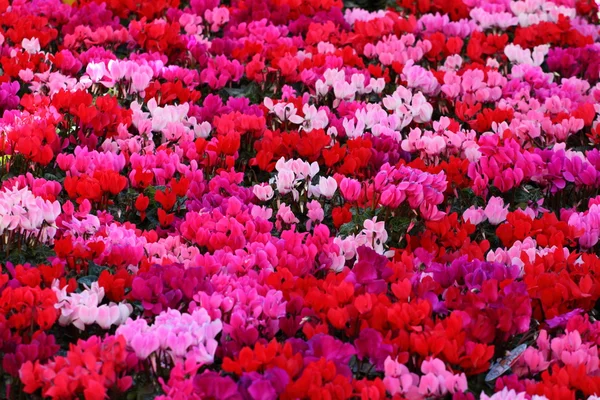 Czerwony i różowy kwiat kwiaty na tle — Zdjęcie stockowe