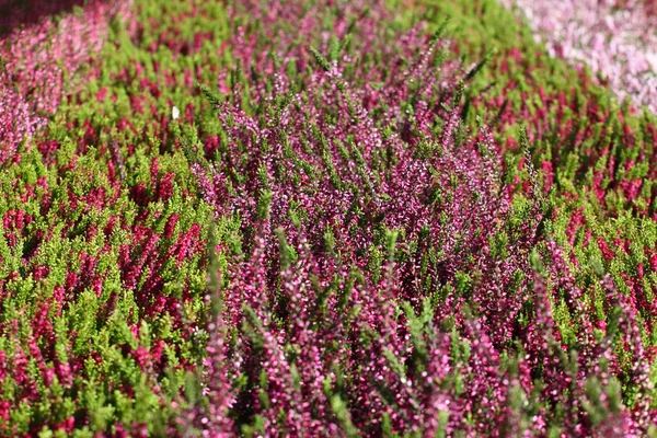 Fioritura fiori erica sul prato verde — Foto Stock