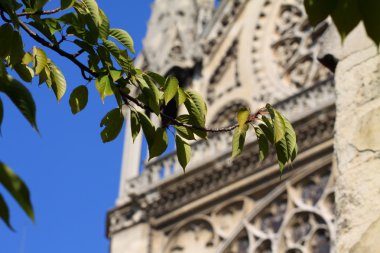 Notre dame Katedrali - paris