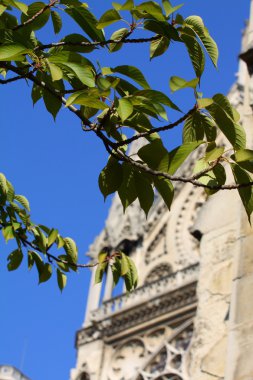 Notre dame Katedrali - paris