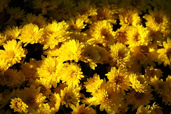Z květin prodávaných na trhu v Amsterdamu — Stock fotografie