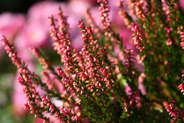 緑の草原に咲くヒースの花 — ストック写真