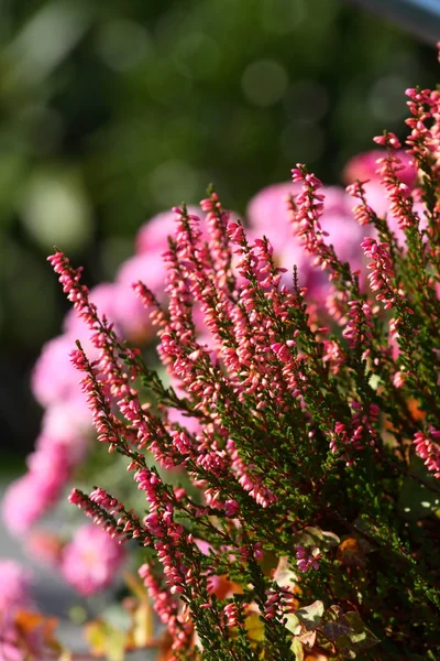緑の草原に咲くヒースの花 — ストック写真
