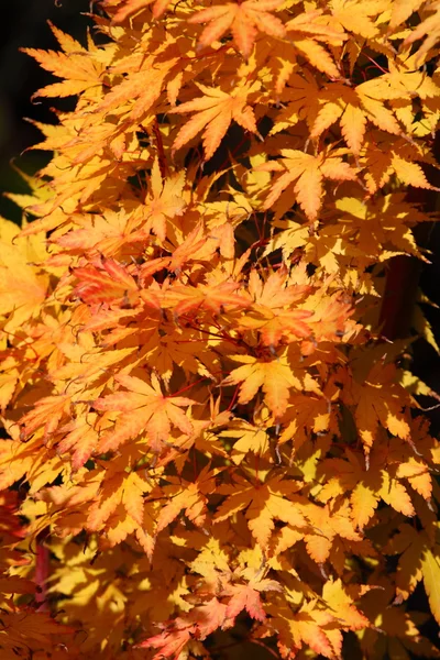 美しい秋の紅葉 — ストック写真