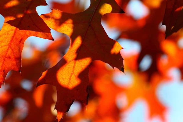 Красивые осенние листья — стоковое фото