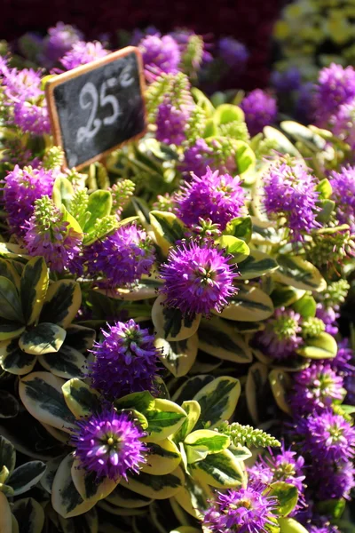 Vielfalt von Blumen auf dem Markt in Paris verkauft — Stockfoto