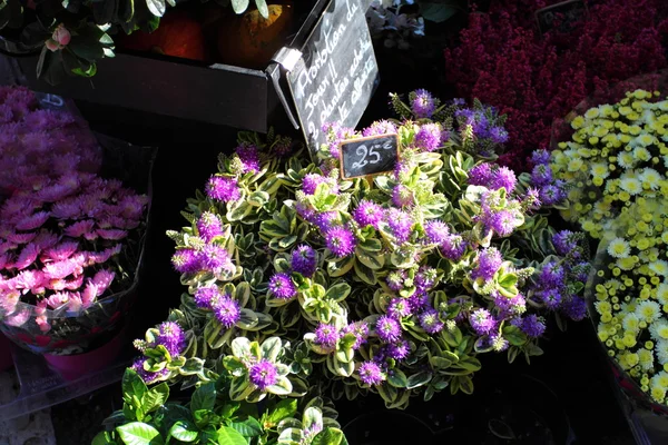 Berbagai bunga dijual di pasar di Paris — Stok Foto