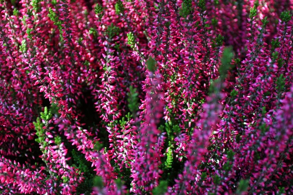 Blooming heather flowers on the green meadow — Stock Photo, Image