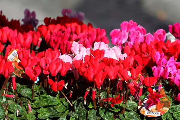 Flores de ciclamen rojas y rosadas para el fondo —  Fotos de Stock