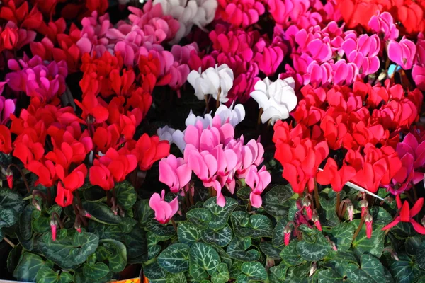 Flores de ciclamen rojas y rosadas para el fondo —  Fotos de Stock