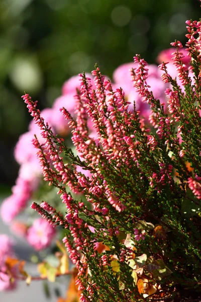 Blooming heather flowers on the green meadow — Stock Photo, Image