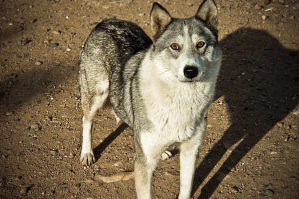 Loup (Photos à la campagne ) — Photo