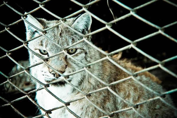 Wild Cat (Zoo) — Stock Photo, Image