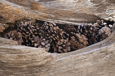 eski ağacında pinecones