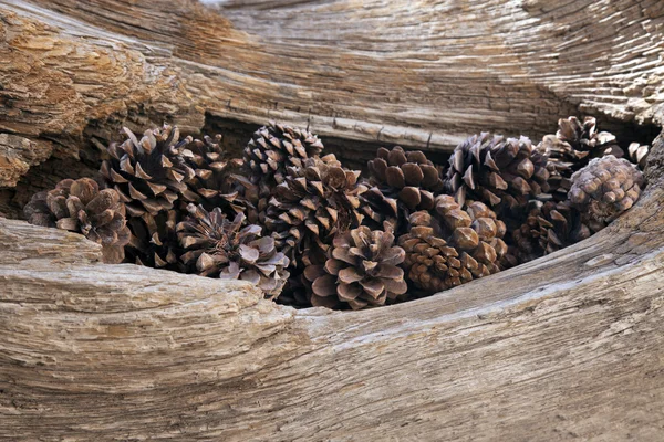 Pinecones i det gamle treet. – stockfoto