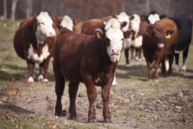 Cattle with the family