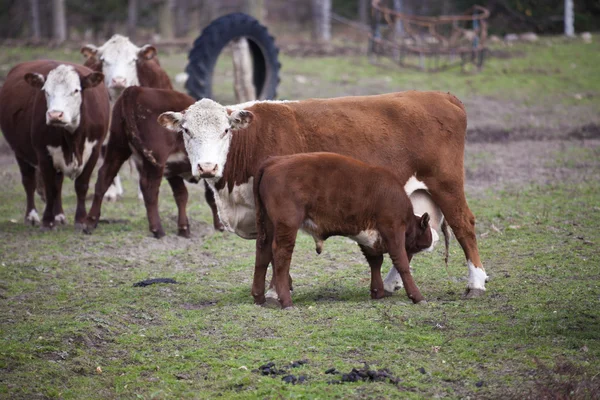 Kráva krmení dobytka — Stock fotografie