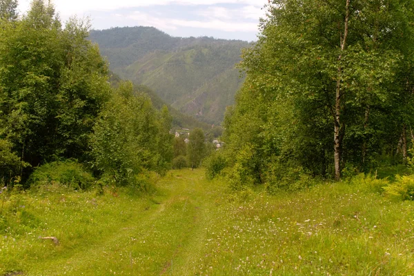 stock image Summer in taiga