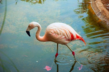 çekici pembe flamingo