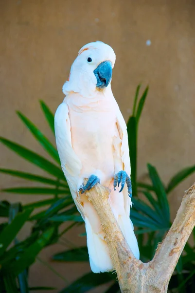 Bellissimo pappagallo beige — Foto Stock