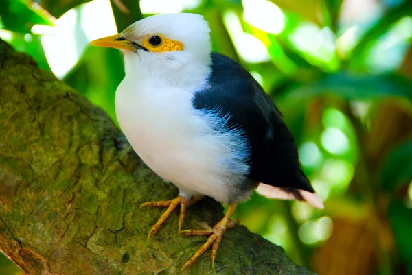 stock image Smart little bird posing on the tree