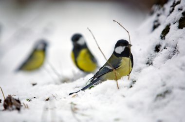 Grup üç kış kuşlar