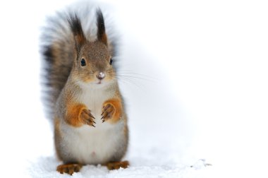 A squirrel background. clipart