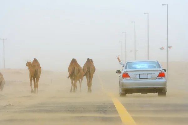 Auto en kamelen — Stockfoto