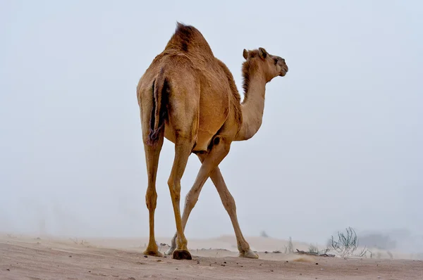 Camelo no deserto. — Fotografia de Stock