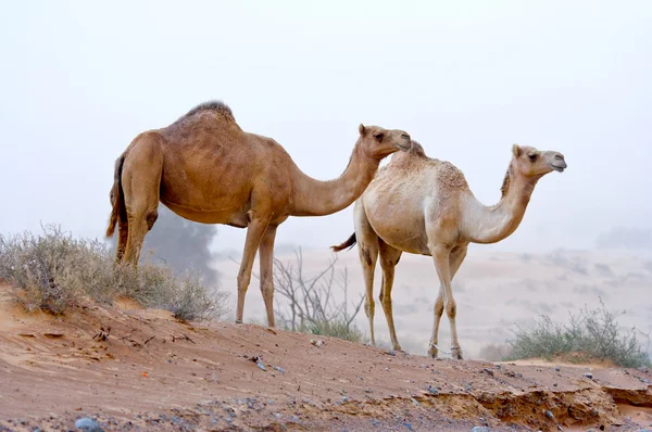 Två kameler — Stockfoto