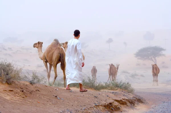 Hombre y camellos — Foto de Stock