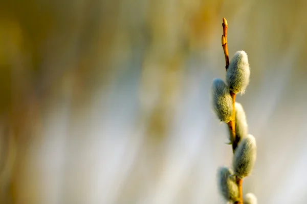 Spring willow branch — Stock Photo, Image