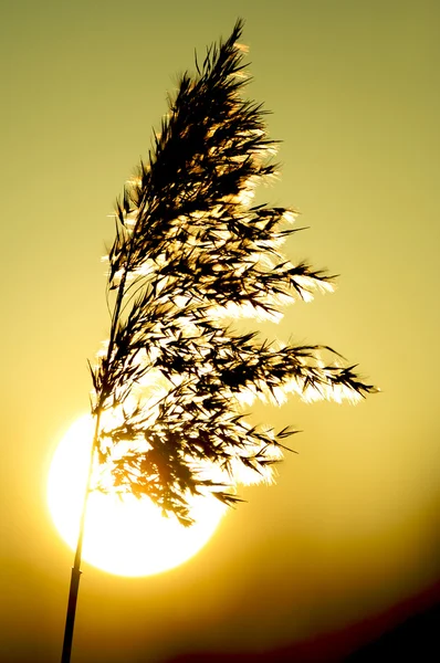 Prato erba tramonto — Foto Stock