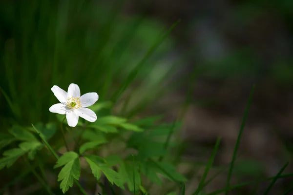 Stock image Single white flower