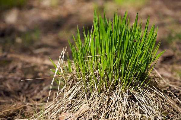 stock image Grass Close Up