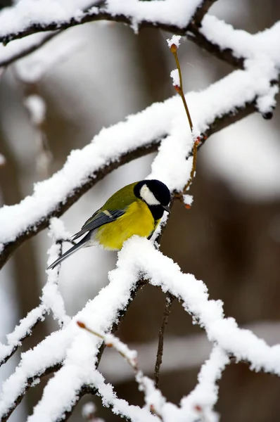 stock image Winter bird