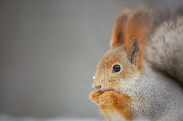 Close up of the eating squirrel — Stock Photo, Image