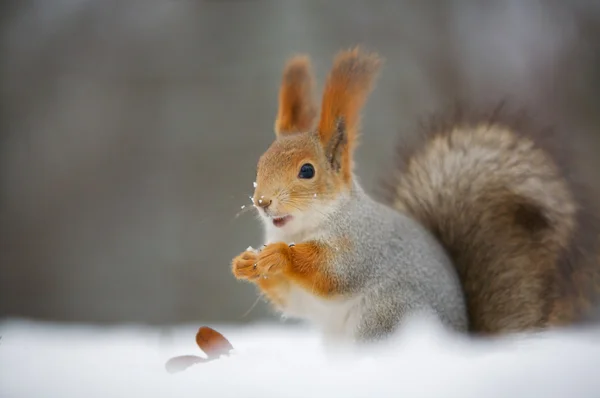 Squirrel in nature — Stock Photo, Image
