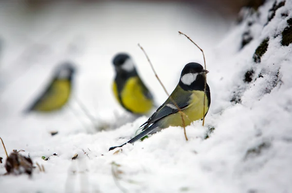 Группа из трех зимних птиц — стоковое фото