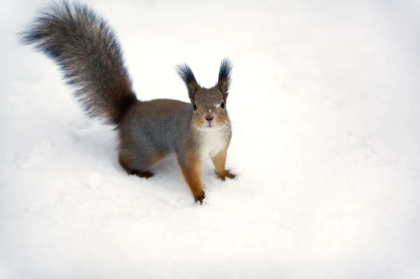 A squirrel background. — Stock Photo, Image