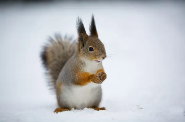 A squirrel in snow — Stock Photo, Image