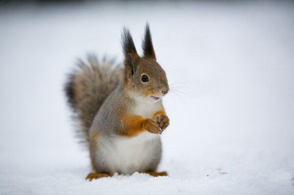 A squirrel in snow