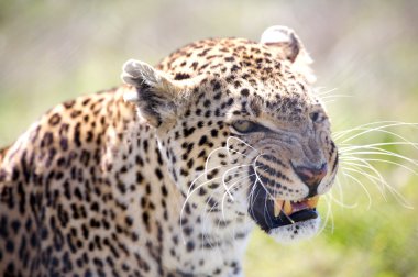 Leoparı (Panthera pardus)