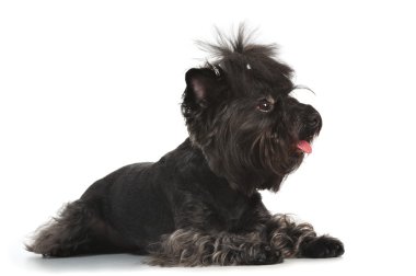 Lying Yorkshire terrier