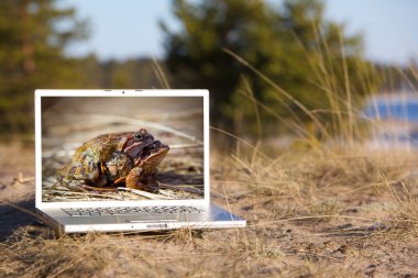 Outdoor laptop and mating frogs clipart