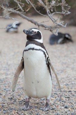 Penguin on beach