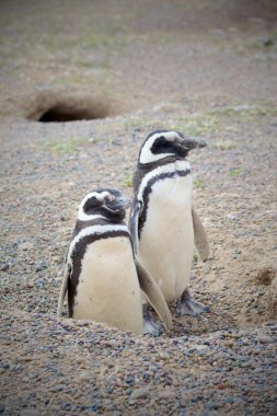 Two penguins and nest