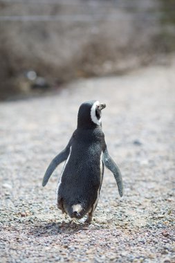 Penguin on beach clipart