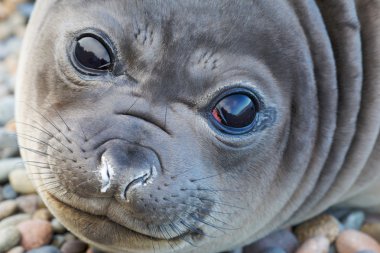 Young elephant seal clipart