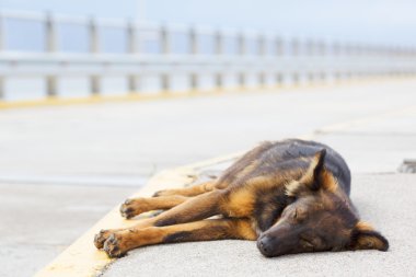 Yalancı köpek